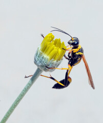 Mud Dauber Wasp Sceliphron caementarium on a Yellow Flower