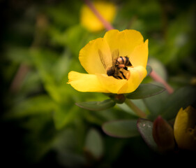 bee on yellow tulip