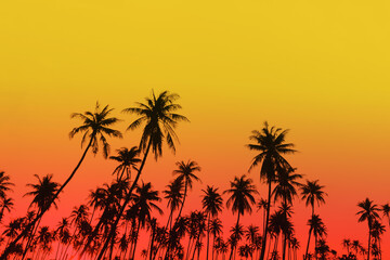 Naklejka na ściany i meble Tropical palm coconut trees on sunset sky flare and bokeh nature.