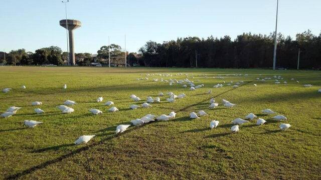 Flocks of Australian Little Corella Parrots and White Crested Cockatoos are feeding on grass in a sunny day