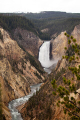 Fototapeta na wymiar Lower Yellowstone Falls