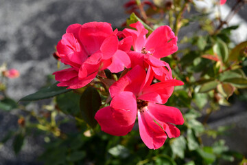 Bundle of Pink Flowers and Green Leaves Closeup View