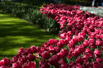 Blooming colorful tulips in flower-garden under sunshine. Tulips - symbol of Holland.