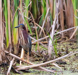 Very bright colorful juvenile green heron perched among tall green grass.