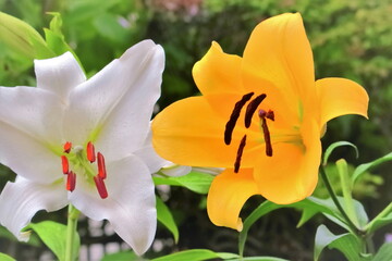 雨に濡れる百合の花