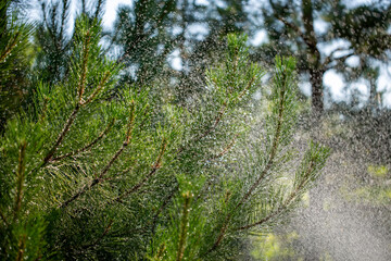 Fototapeta premium Needles of pine branches on the background of splashing water