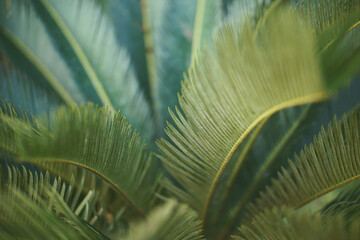 Green spiky tropical plant with minimalist and aesthetic concept. Tropical leaf with minimalist concept.