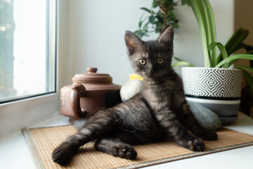 little gray kitten on the window