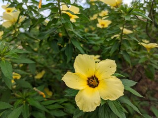 yellow daffodils in the garden