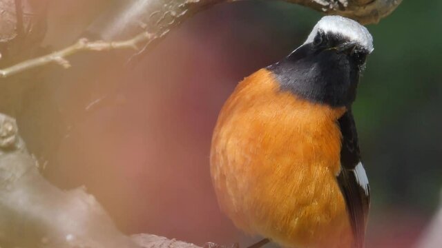 Cute orange bird Durian redstart (Phoenicurus auroreus)on a branch