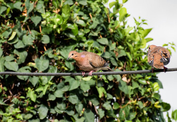 Side view of view of brown zenaida dove sitting on a power line with second bird and against a...
