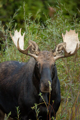 Moose in Jackson Hole