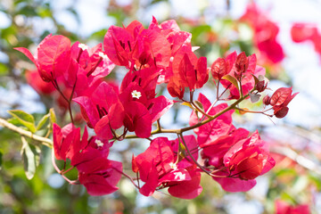 Red flowers against bright background