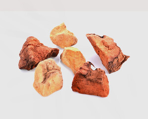 Emerging Winter Shoots of a Swamp Lily (Crinum x powellii) in a Garden in Rural Devon, England, UK