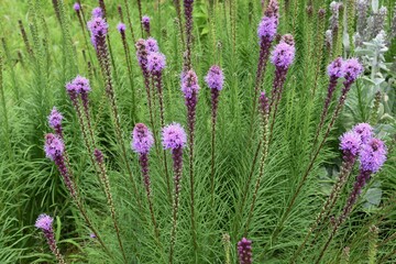 Blazing star (Liatris spicata) is an Asteraceae perennial plant, and spikes bloom in early summer.
