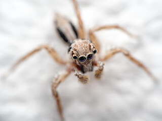 Macro Photo of Jumping Spider on White Floor