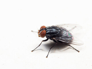 Macro Photo of Housefly on White Floor