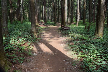 Fototapeta premium 森林公園内の遊歩道