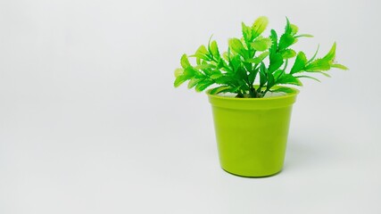 Small green plant in pot isolated on white background front view