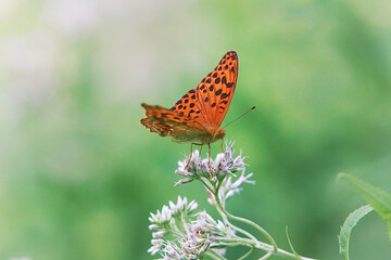ヒョウモンチョウ