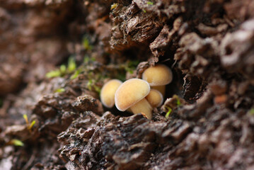 小さなきのこ家族