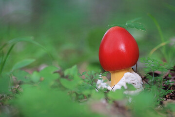 生まれたてタマゴダケ