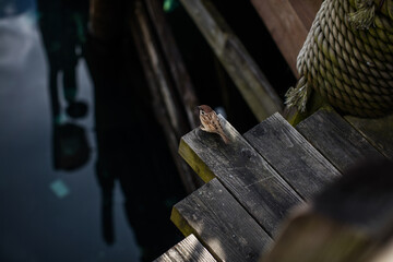 bird on a wooden fence