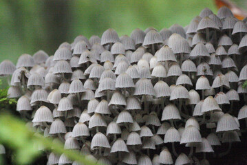 イヌセンボンダケ