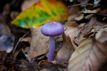 紫色のきのこ