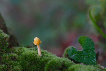 キイボカサダケ