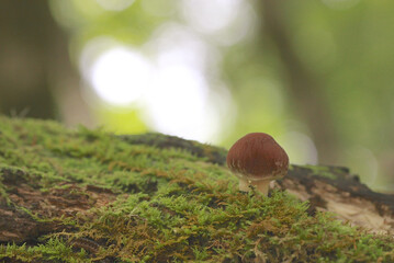 物思いに更ける