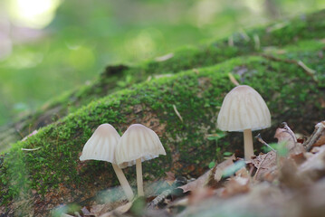 オオホウライダケ