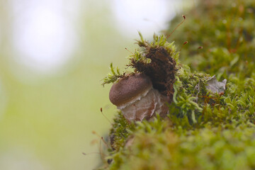 シイタケがニョキ