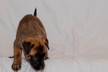 cachorro © Cesar