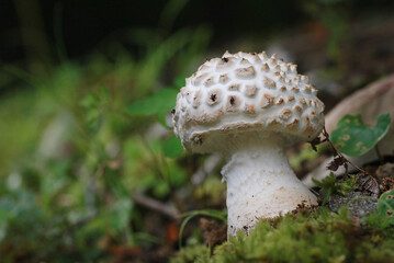 イガイガオニタケ