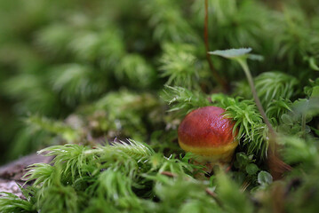 可愛らしいイグチ