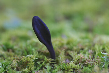 テングノメシガイ