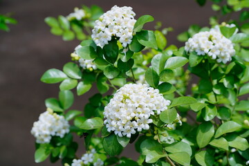 Beautiful white orange jasmine(Murraya paniculata) flowers blooming and fragrant in garden.