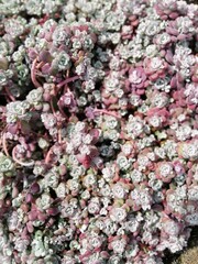 Sedum Cape Blanco with grey and pink leaves