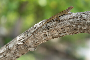 Closeup Thai chameleon limbing trees in the middle of nature.selective focus.