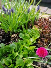 A perennial Daisy blooming with red round small flowers on a garden Alpine hill next to Sedum and Muscari.Flower desktop wallpaper
