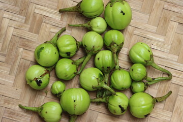 Wild egg plants or brinjal, Solanum aethiopicum, bitter fruits with herbal and medicinal properties
