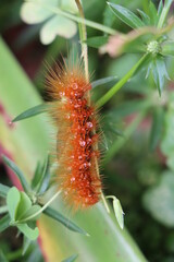 Red hairy caterpillar feeding on leaves