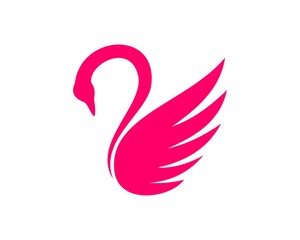 Beauty swan with pink colors