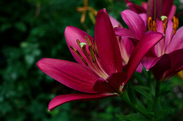 purple-pink lily blossoming in the garden