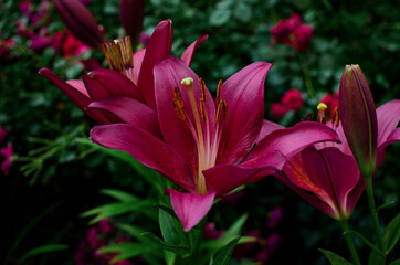 purple-pink lily blossoming in the garden