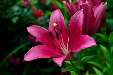 Fototapeta na wymiar purple-pink lily blossoming in the garden