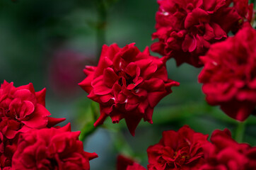 Obraz na płótnie Canvas small open red roses close-up