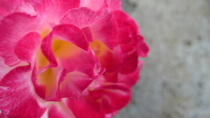Fototapeta premium close up of red and yellow rose background texture or wallpaper