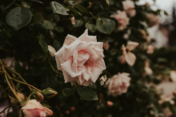 Różowa róża kwitnąca w ogrodzie